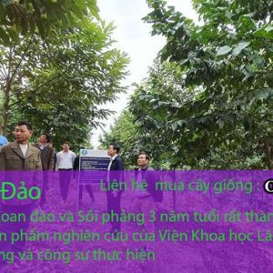 Cây giống xoan đào dự án trồng cây lâm nghiệp