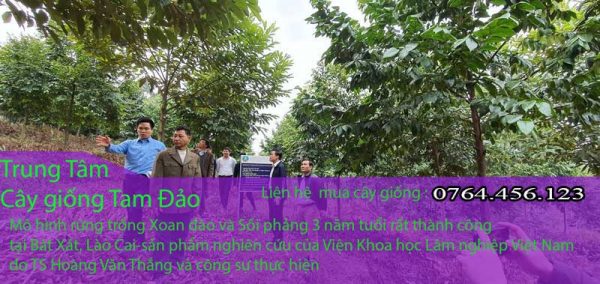 Cây giống xoan đào dự án trồng cây lâm nghiệp