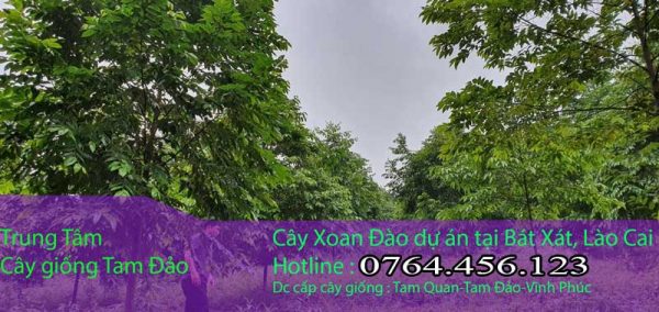 Bán cây giống xoan đào chuẩn giống