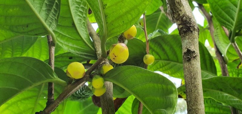 Trung tâm nghiên cứu và phát triển giống cây trà hoa vàng Tam Đảo