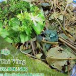 Uống chè vằng thường xuyên giúp ngăn ngừa ung thư