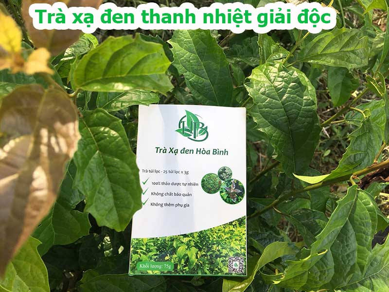 Trà túi lọc xạ đen – thanh nhiệt giải độc cơ thể 1