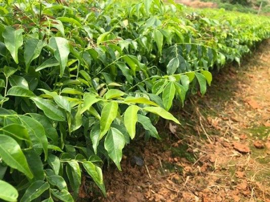 Kỹ thuật trồng cây giống Lim xanh