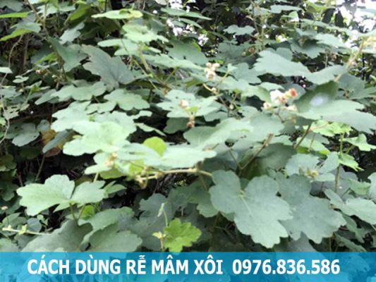 cách dùng rễ mâm xôi