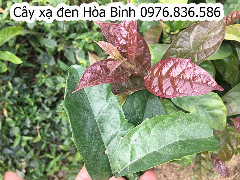 Cây xạ đen chính gốc Hòa Bình