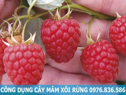 công dụng cây mâm xôi rừng