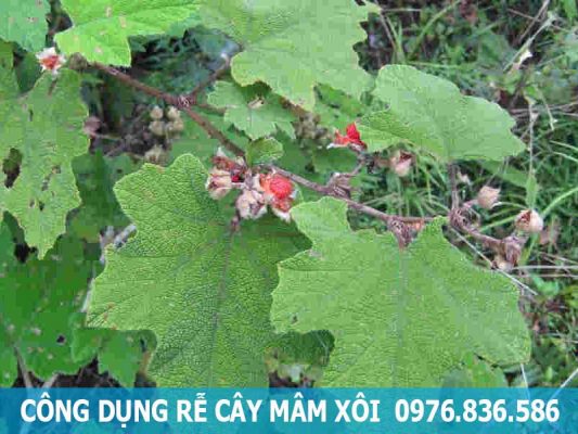 công dụng rễ cây mâm xôi