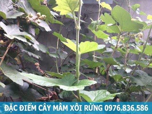 đặc điểm cây mâm xôi rừng