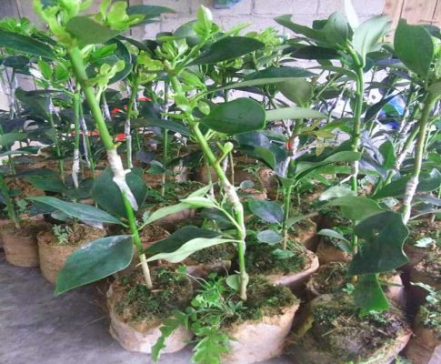 Nên trồng cây hồi ghép hay hồi thực sinh