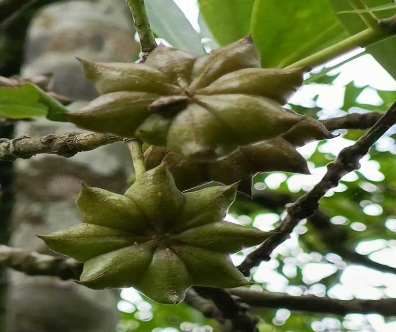 Cây giống hồi ghép giá rẻ