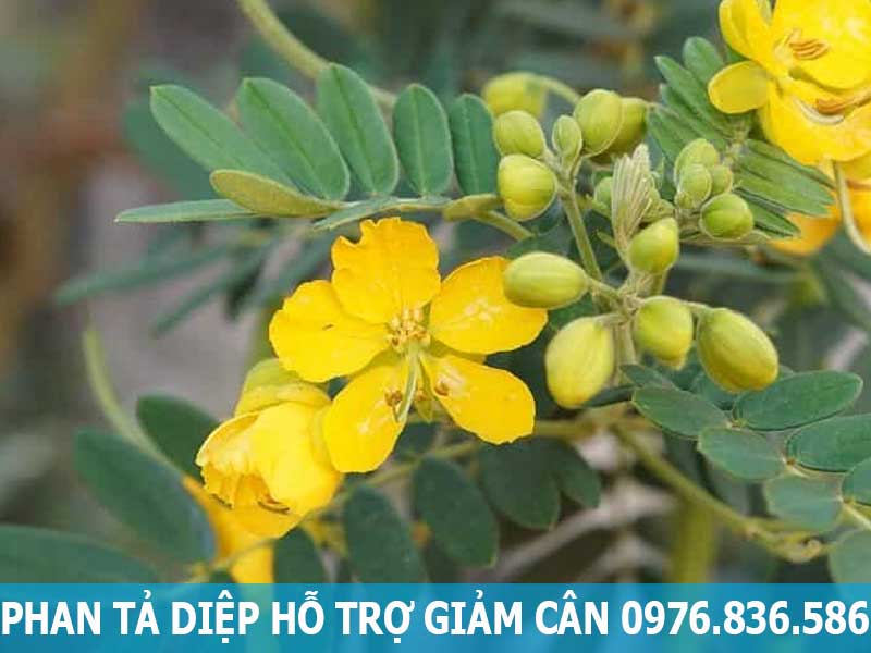 cây phan tả diệp hỗ trợ giảm cân