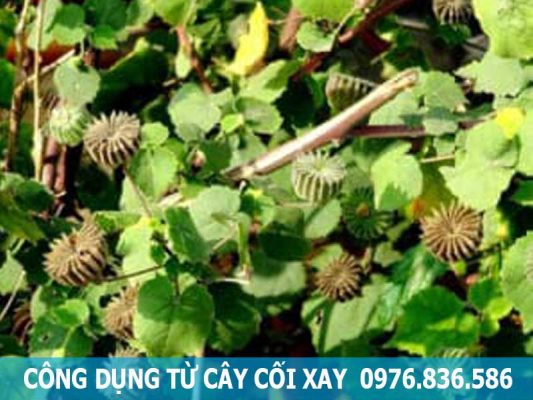 công dụng từ cây cối xay