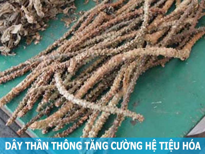 dây thần thông tăng cường hệ tiêu hóa