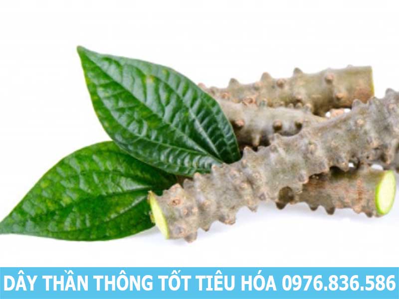 dây thần thông tốt cho tiêu hóa