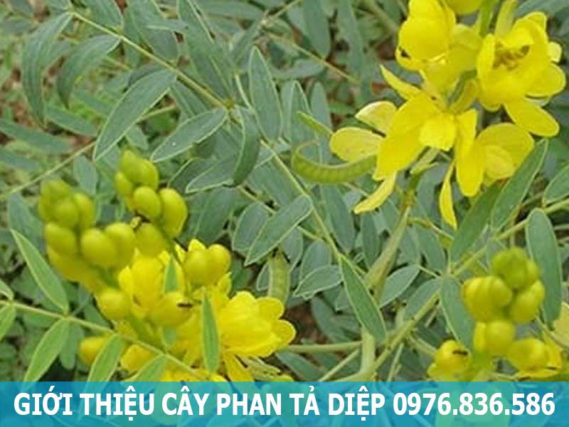 giới thiệu cây phan tả diệp