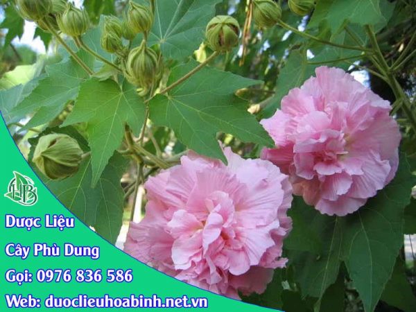 Hình ảnh đặc điểm cây phù dung