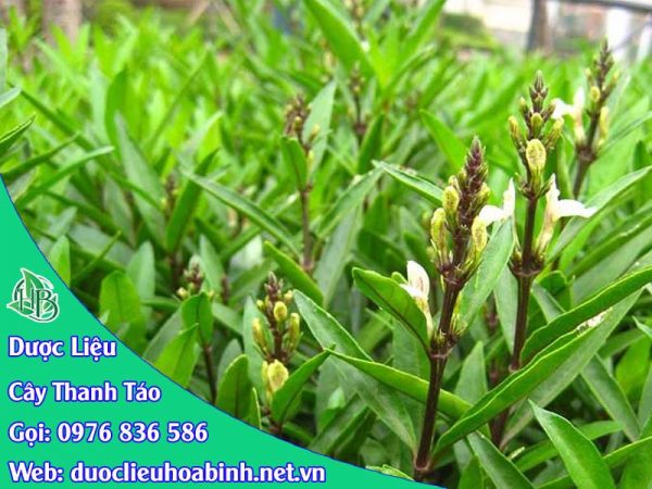 Hình ảnh đặc điểm cây thanh táo