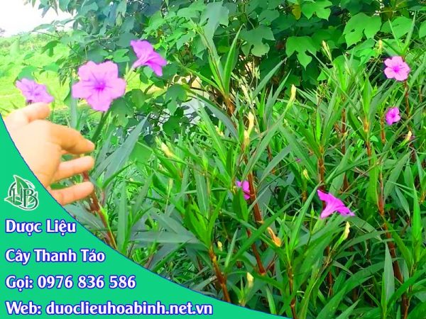 Tác dụng cây thanh táo