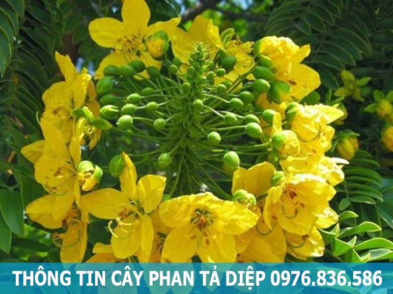 thông tin cây phan tả diệp