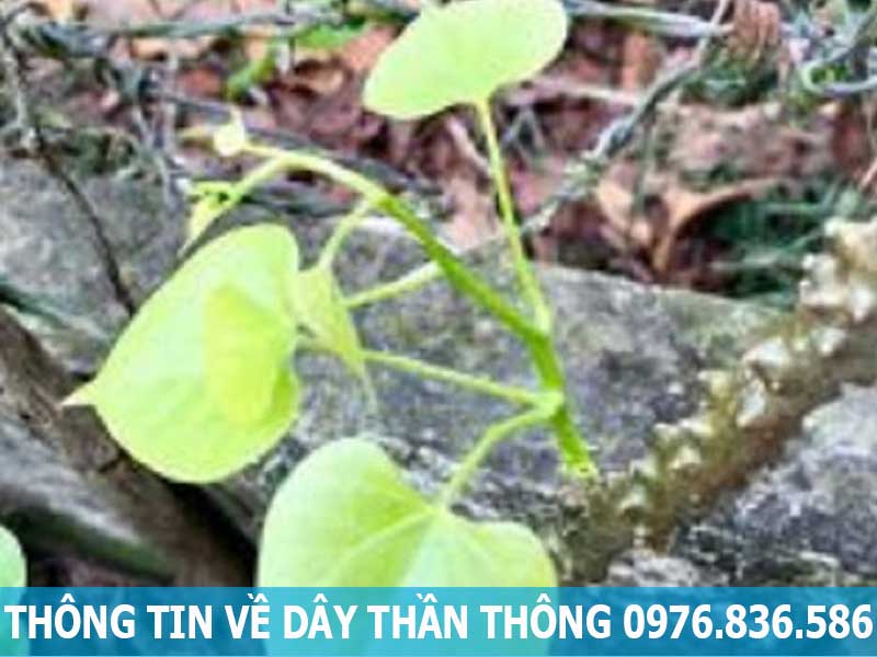 thông tin về dây thần thông