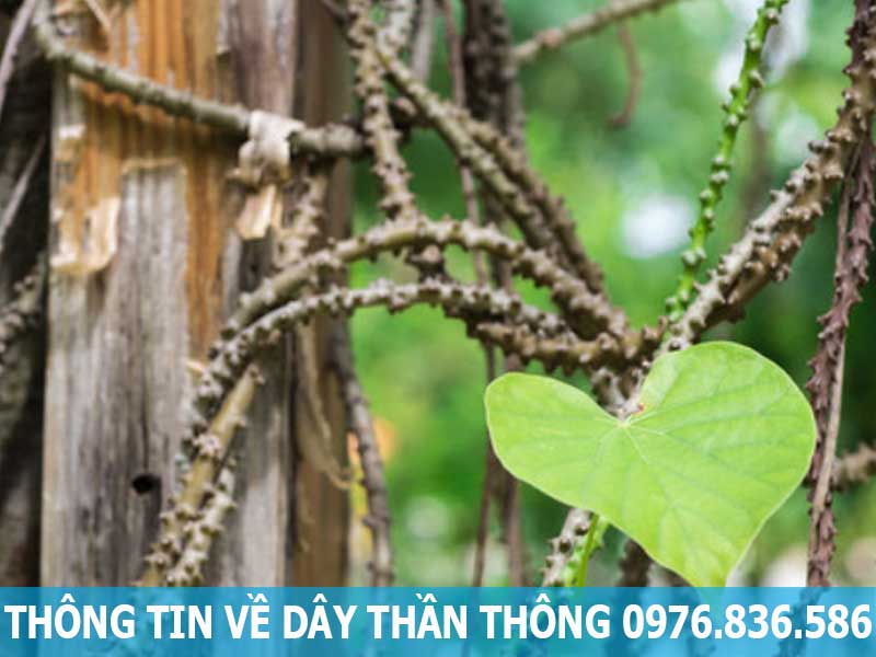 thông tin về dây thần thông