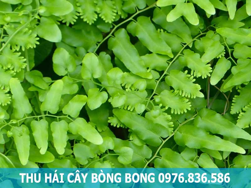 thu hái cây bòng bong