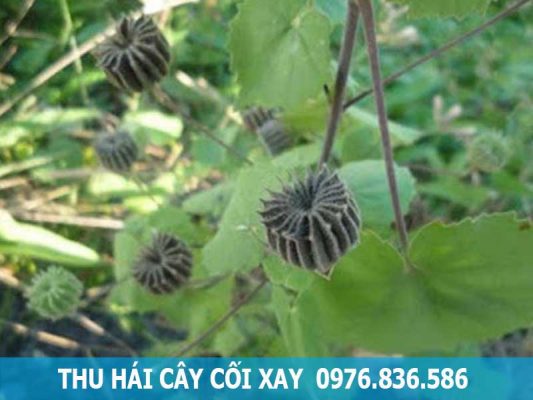 thu hái cây cối xay