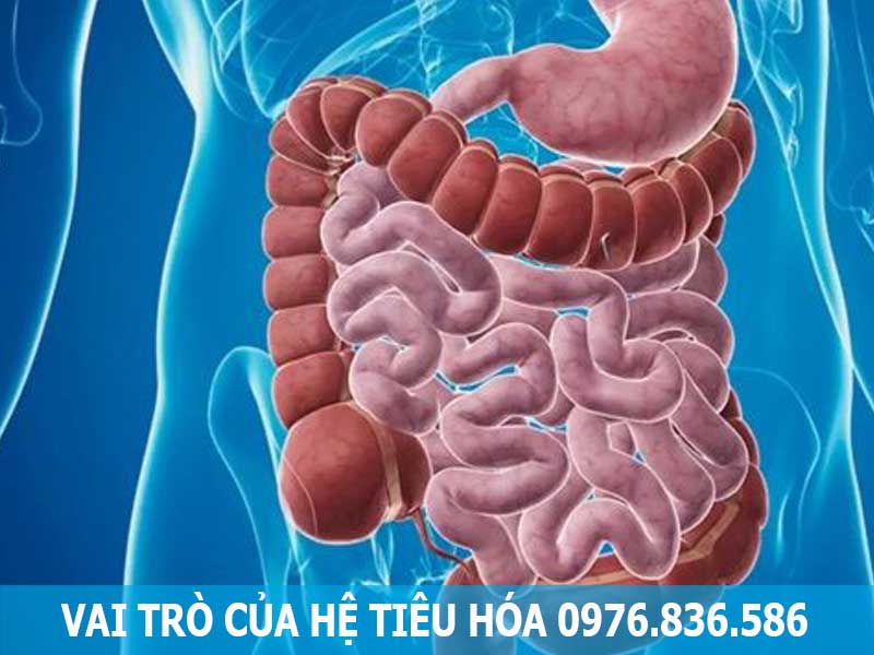 vai trò của hệ tiêu hóa