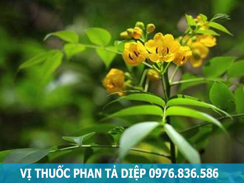 vị thuốc cây phan tả diệp