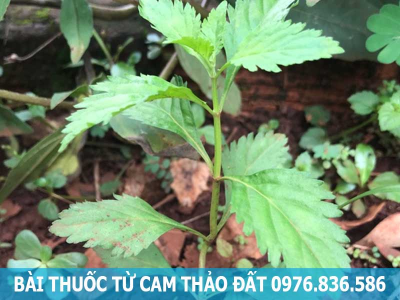 bài thuốc sử dụng cam thảo đất