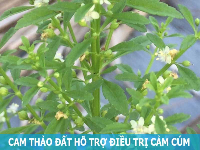 cam  thảo đất hỗ trợ điều trị cảm cúm