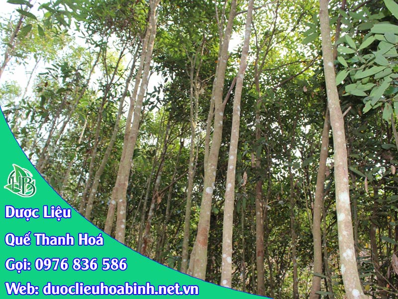 Đặc điểm cây quế Thanh Hoá 