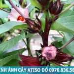 Tác dụng của cây atiso đỏ đối với sức khỏe