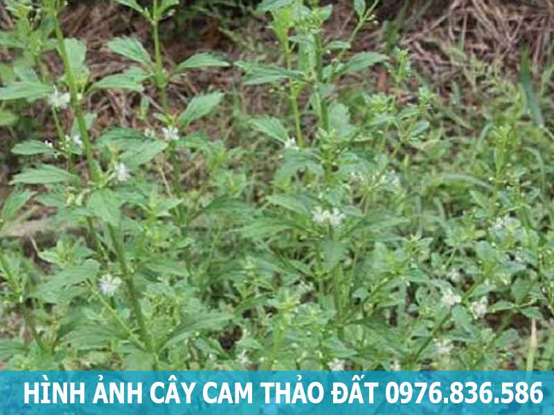 hình ảnh cây cam  thảo đất