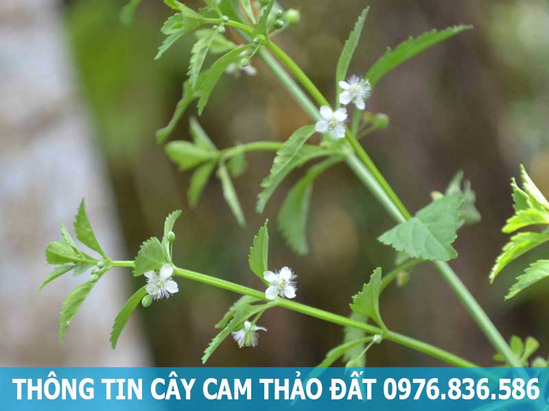 thông tin cây cam thảo đất