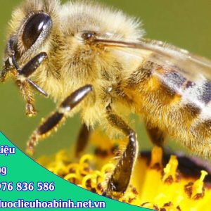 cách dùng nọc ong