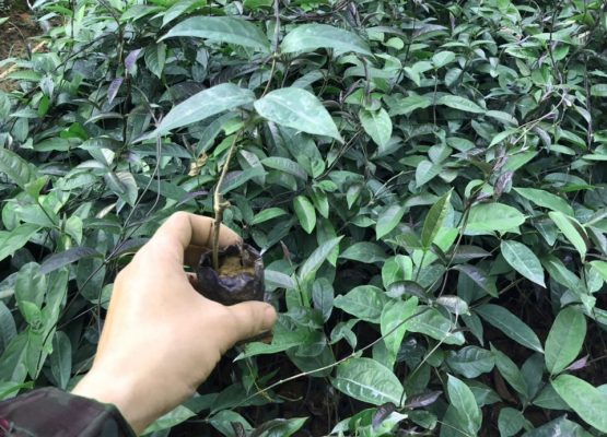 Kỹ thuật trồng và phát triển ba kích tím tại Thái Nguyên