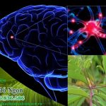 Cây Đỏ Ngọn (Thành Ngạnh) có tác dụng tăng cường trí nhớ bảo vệ tế bào não
