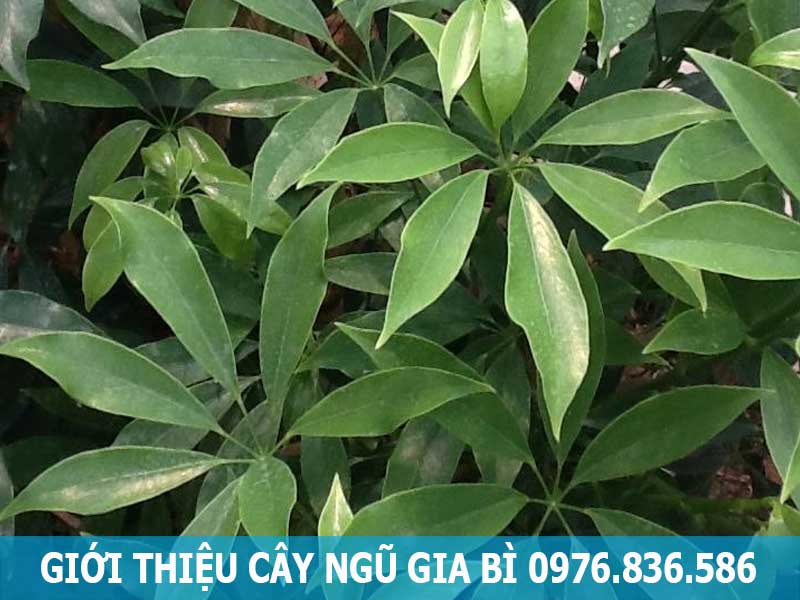 giới thiệu về cây  ngũ gia bì