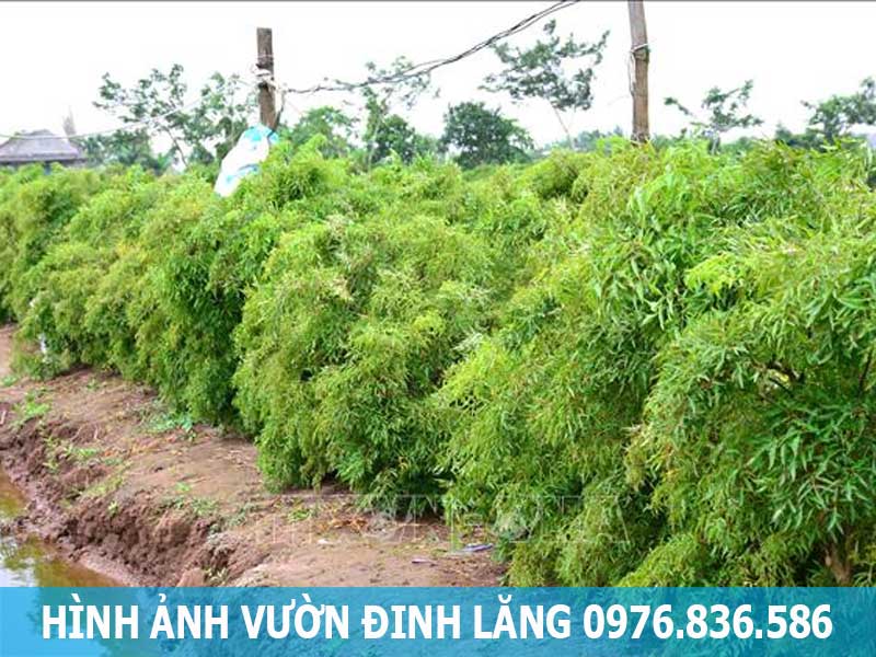 hình ảnh vườn đinh lăng