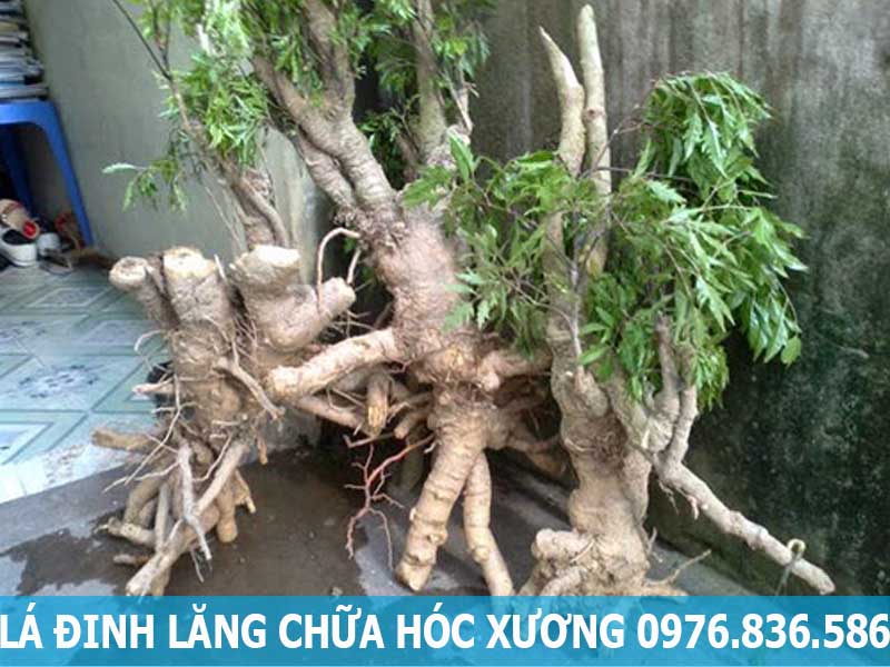 lá đinh lăng hỗ trợ điều trị hóc xương