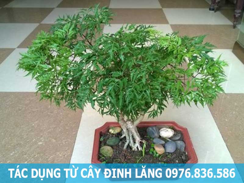 tác dụng từ cây đinh lăng