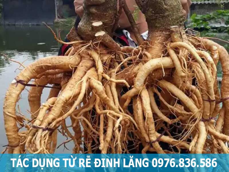 tác dụng từ rễ cây đinh lăng