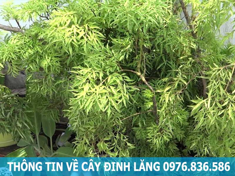 thông tin về cây đinh lăng