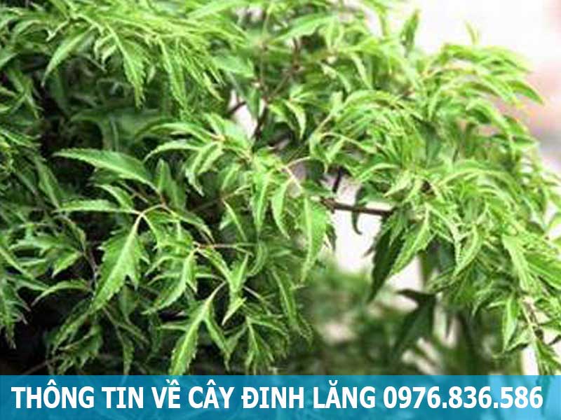 thông tin về cây đinh lăng