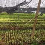 Trồng cây đàn hương ở Bắc Giang có được không