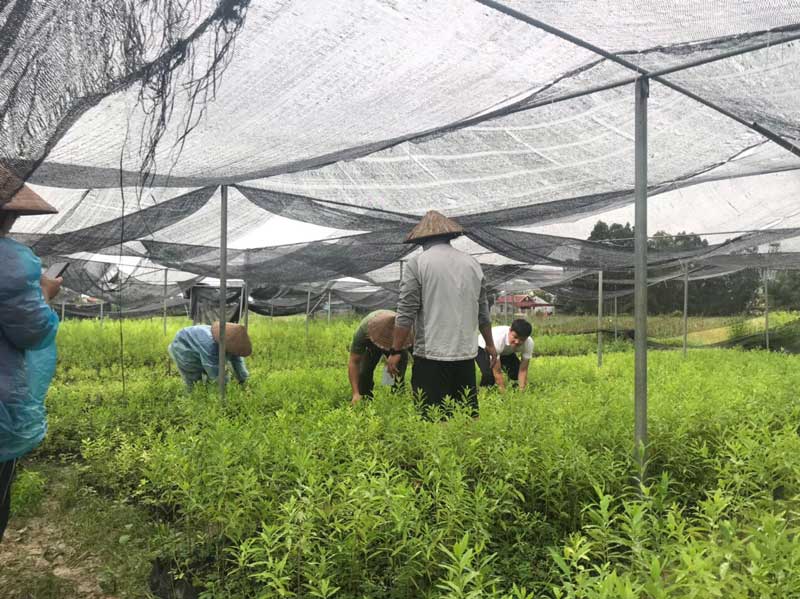 Trồng cây đàn hương ở Bắc Giang có được không