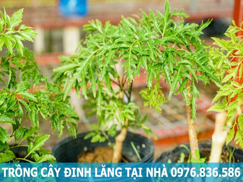 trồng cây đinh lăng tại nhà