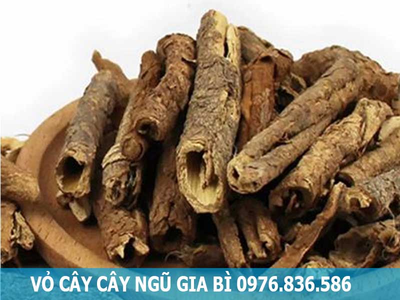 vỏ cây ngũ gia bì