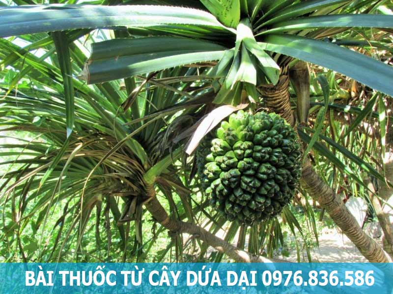 bài thuốc từ cây dứa dại